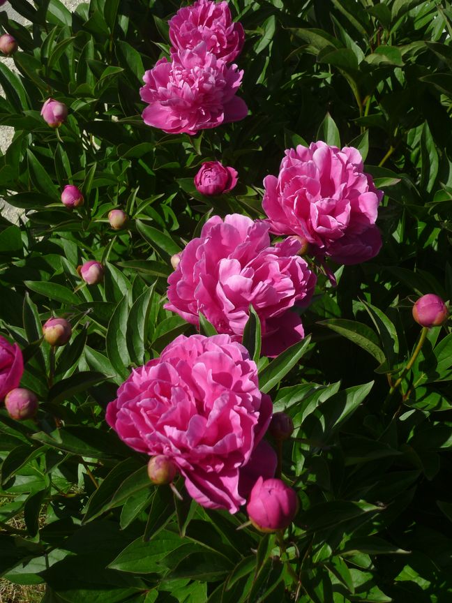 pivoines