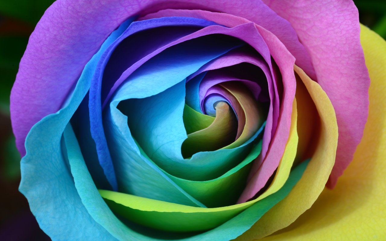 Rainbow rose de Laura Ockel